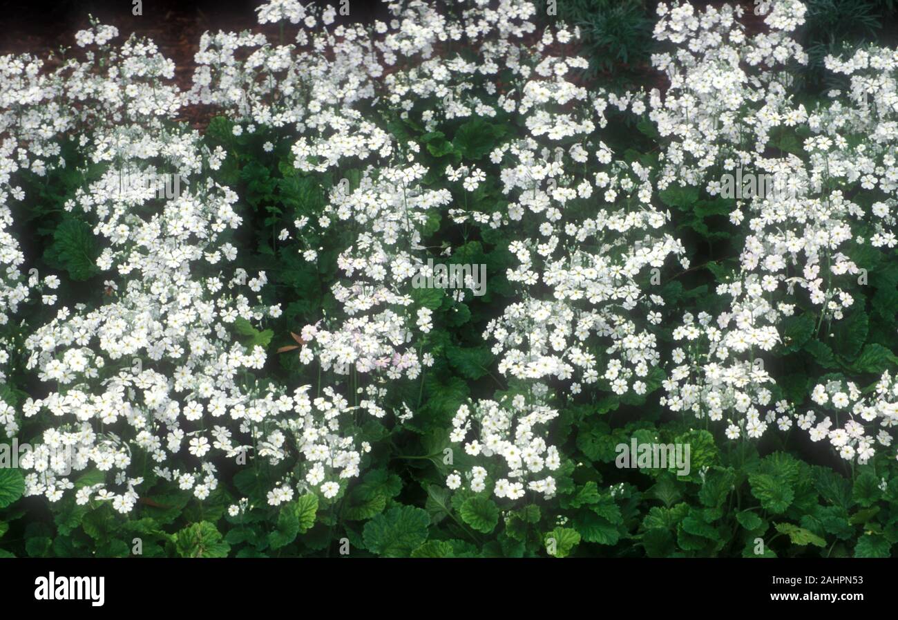 GARDEN BED OF A MASS OF WHITE PRIMULAS IN FLOWER. Stock Photo