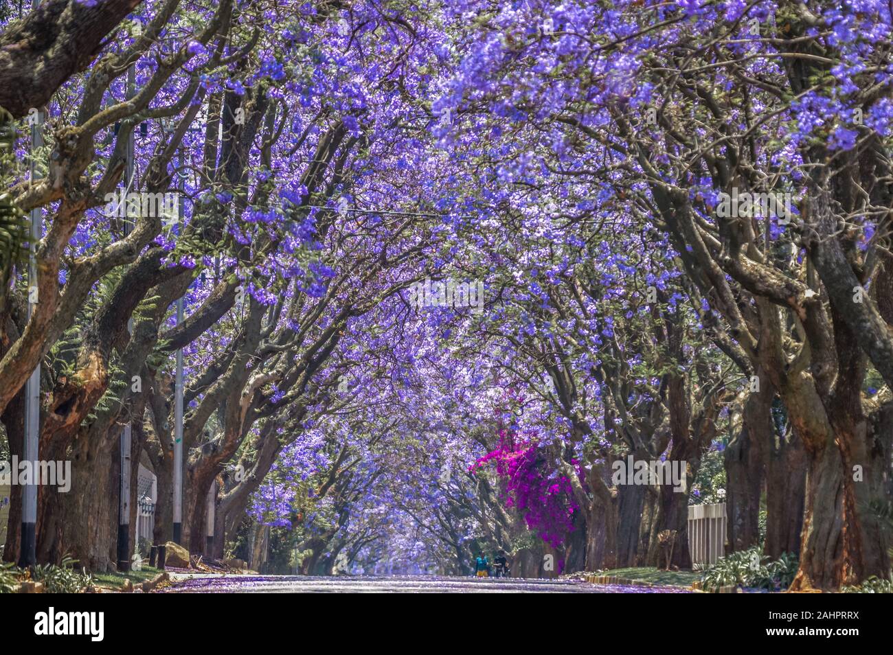 Purple blue Jacaranda mimosifolia bloom in Johannesburg street during spring in October in South Africa Stock Photo