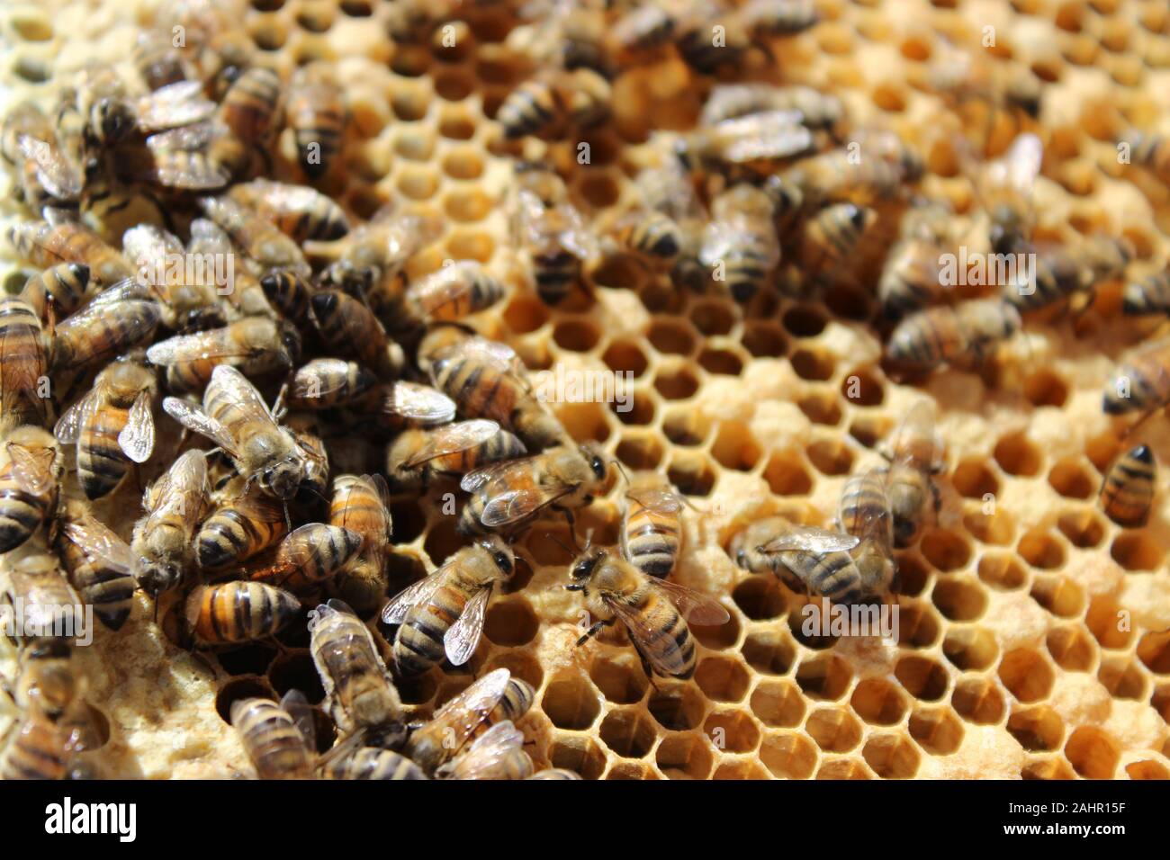 honeybees at work Stock Photo - Alamy
