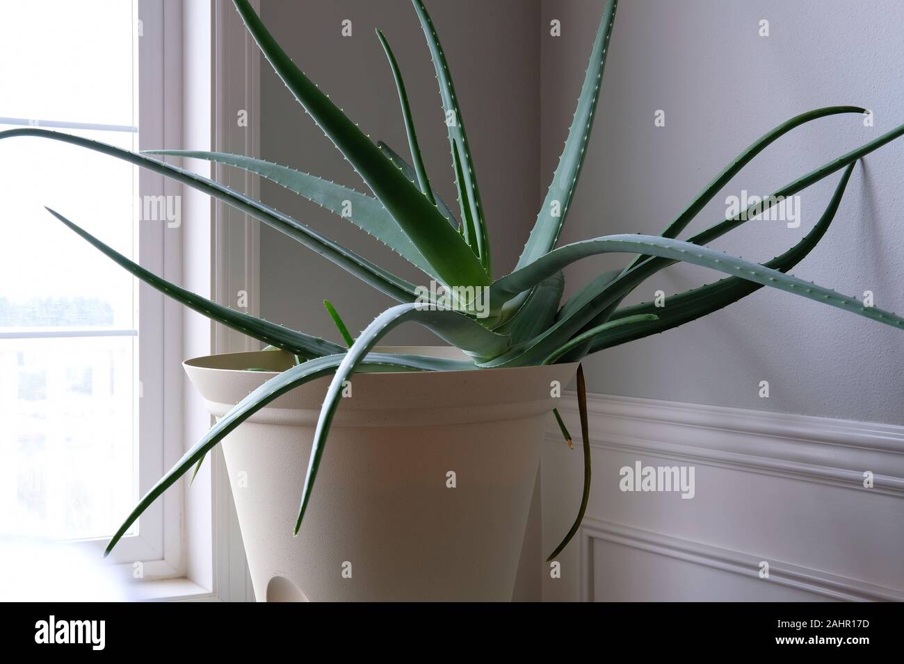 Large Potted Aloe Vera Plant In A White Plastic Pot Inside A Home