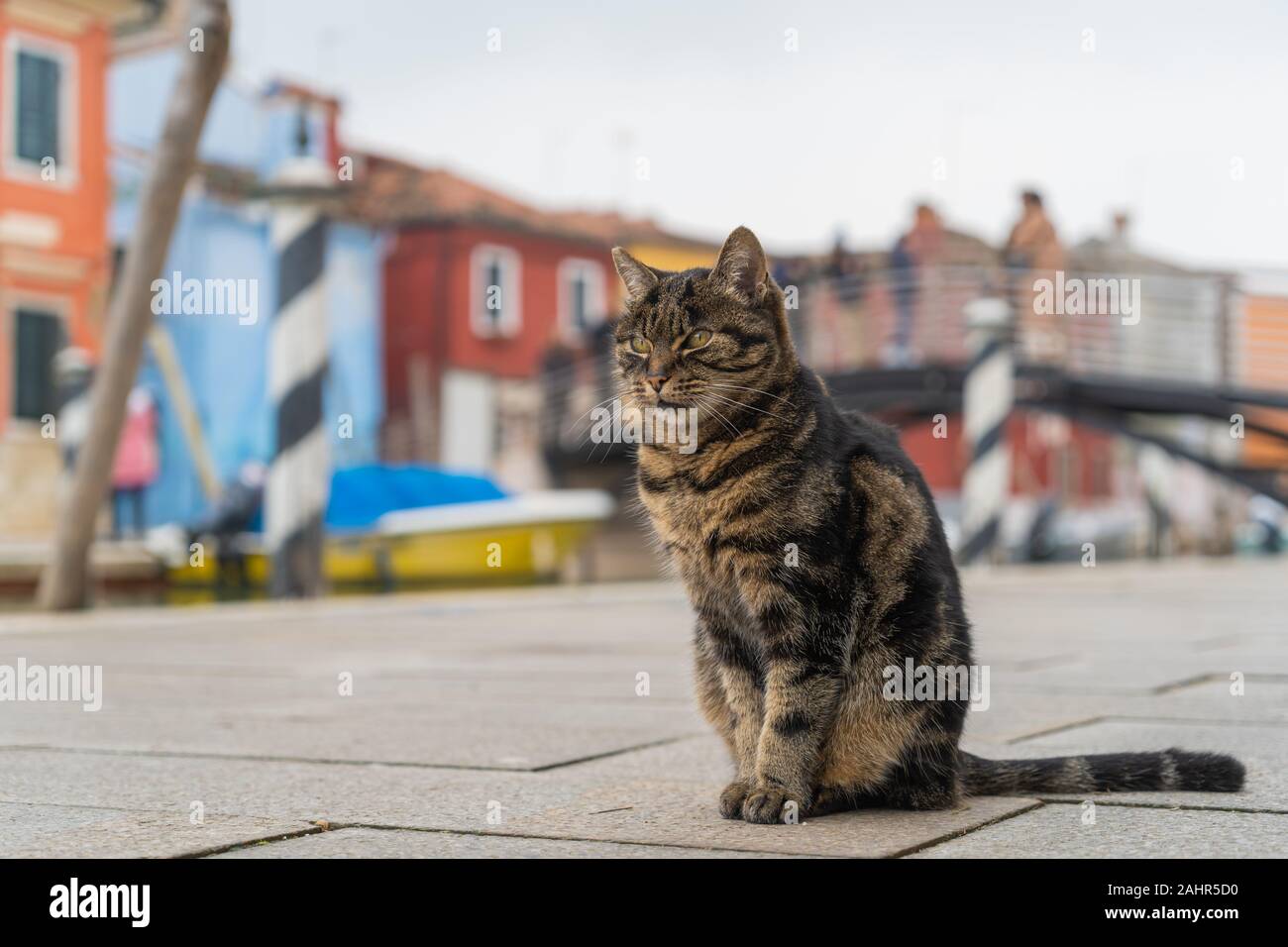 Domestic cat in Burano, Venice, Italy Stock Photo