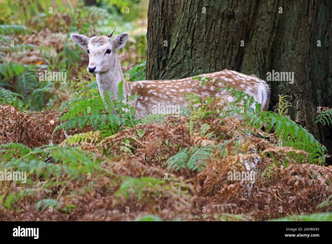 Immature male Fallow Deer Stock Photo