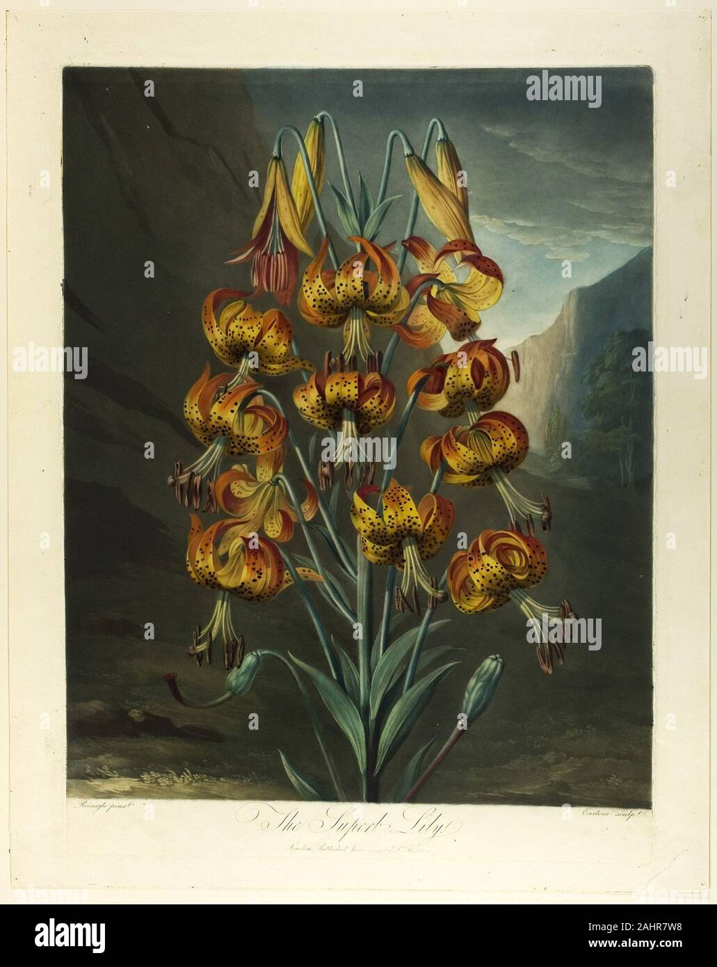 Richard Earlom. The Superb Lily, from The Temple of Flora. 1763–1822. England. Color mezzotint, aquatint and etching, inked à la poupée, with watercolor (hand-coloring) on cream wove paper The consummate mezzotint engraver Richard Earlom produced this large-scale mixed-media print of the Superb Lily (seen here in the second of four substantially different states) around 1799. The image was intended to be included in botanist Richard John Thornton’s grand publication of over life-sized prints of 70 species of flora, celebrating Carl Linnaeus’s 1735 classification system. By 1810, Thornton issue Stock Photo