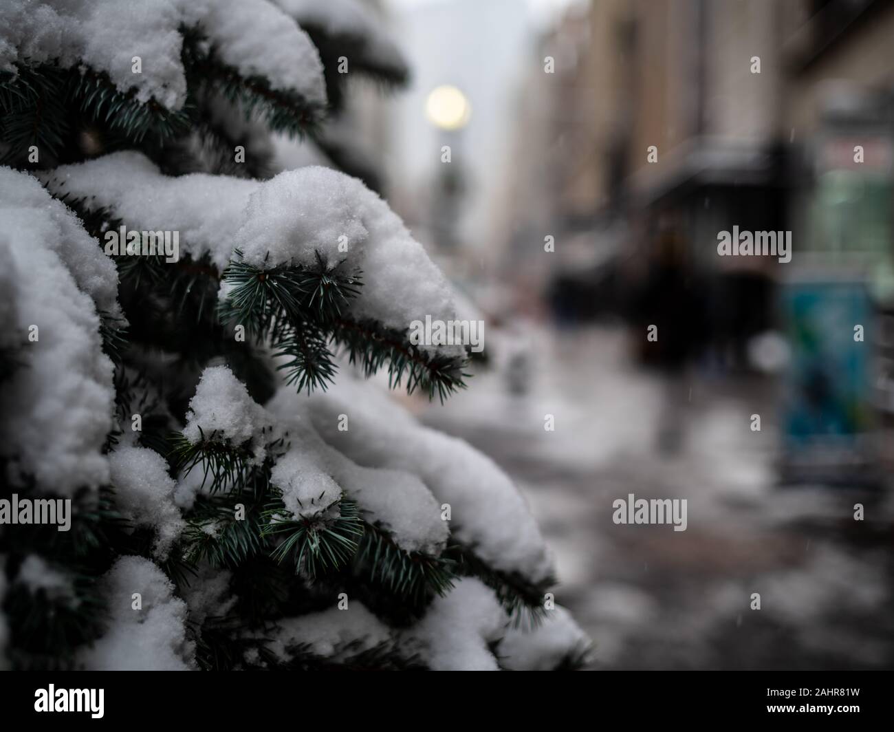 Falling pine tree hi-res stock photography and images - Alamy