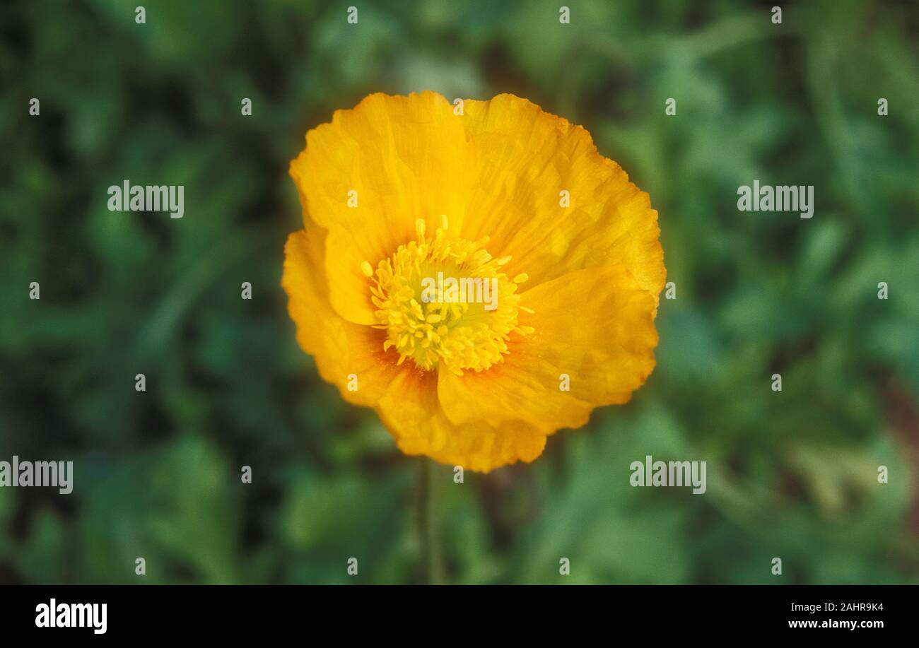 ORANGE PAPAVER NUDICAULE FLOWER COMMONLY KNOWN AS AN ICELAND POPPY. Stock Photo