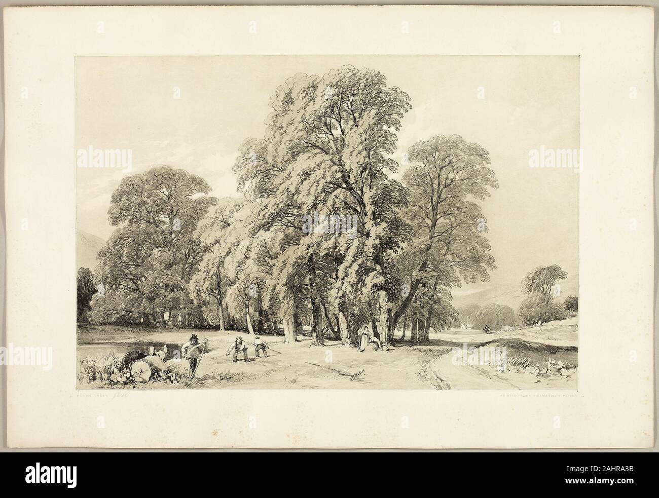 James Duffield Harding Plane Trees From The Park And The Forest 1841 England Lithograph In Black With Gray Tint From A Second Plate On Ivory Wove Paper Laid Down On Ivory Wove