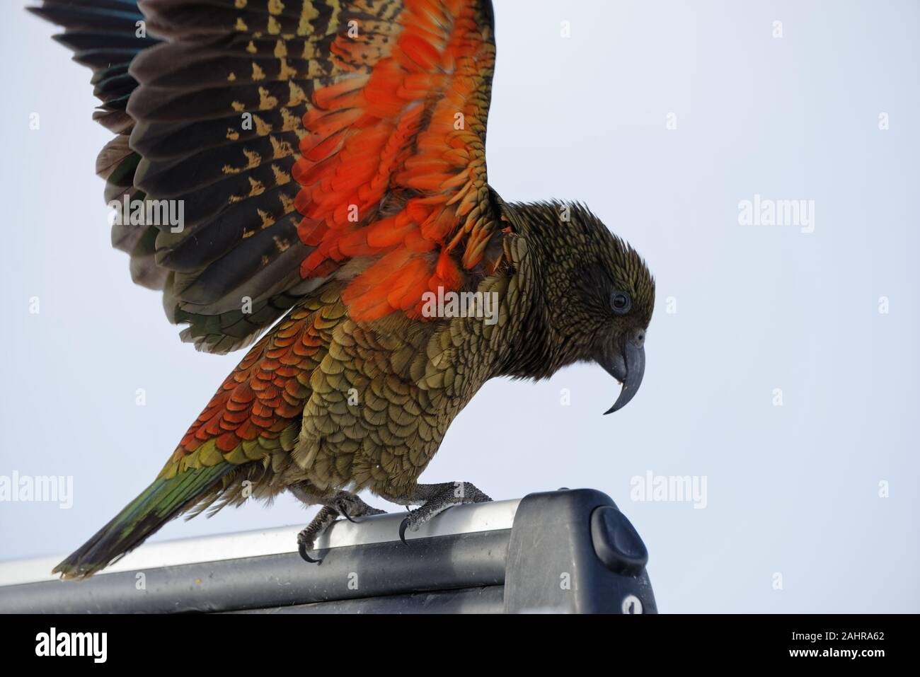 A kea has its wings up showing off it bright orange, under wing colouration - this is an endangered New Zealand native parrot Stock Photo
