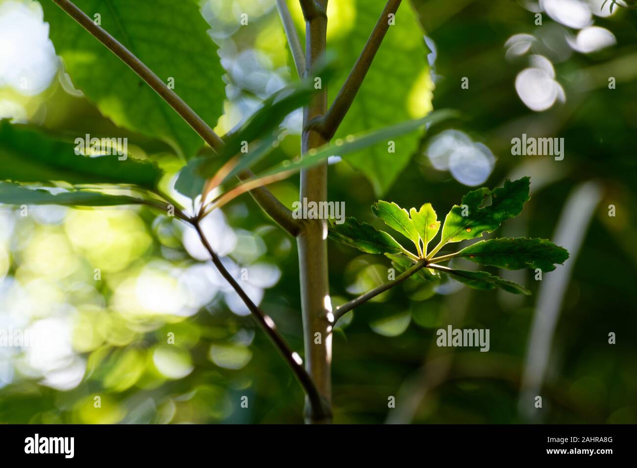 A sun beam picks out the small leaves of a leafy plant. Stock Photo