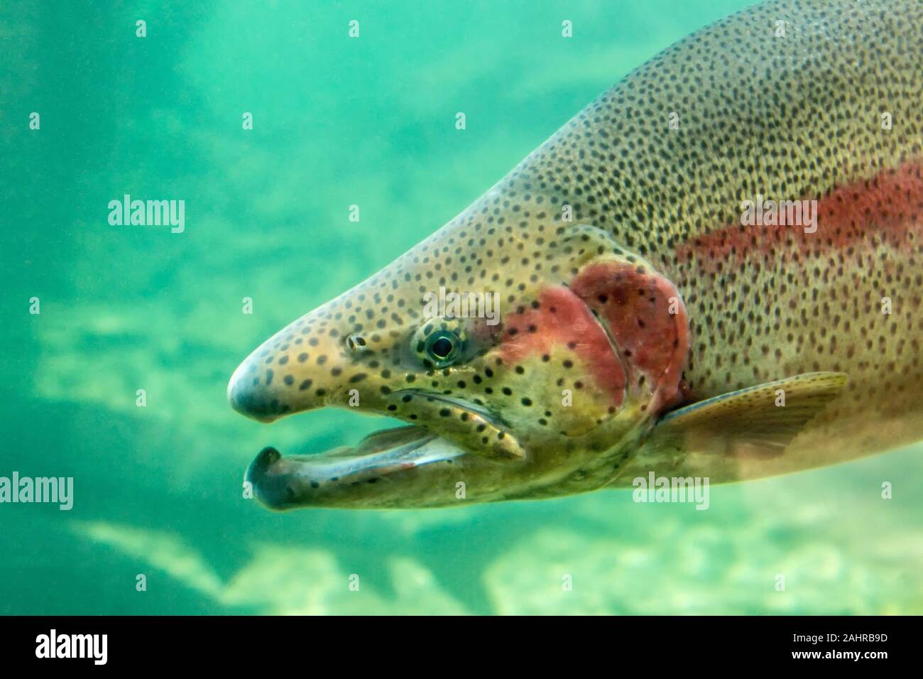 Closeup of a male rainbow trout in the Sturgeon Viewing Center at the