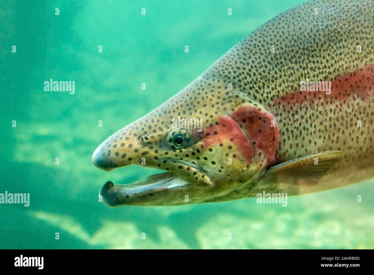 Close-up of a male rainbow trout in the Sturgeon Viewing Center at the Bonneville Hatchery at Cascade Locks, Oregon, USA.  As an adult trout nears mat Stock Photo