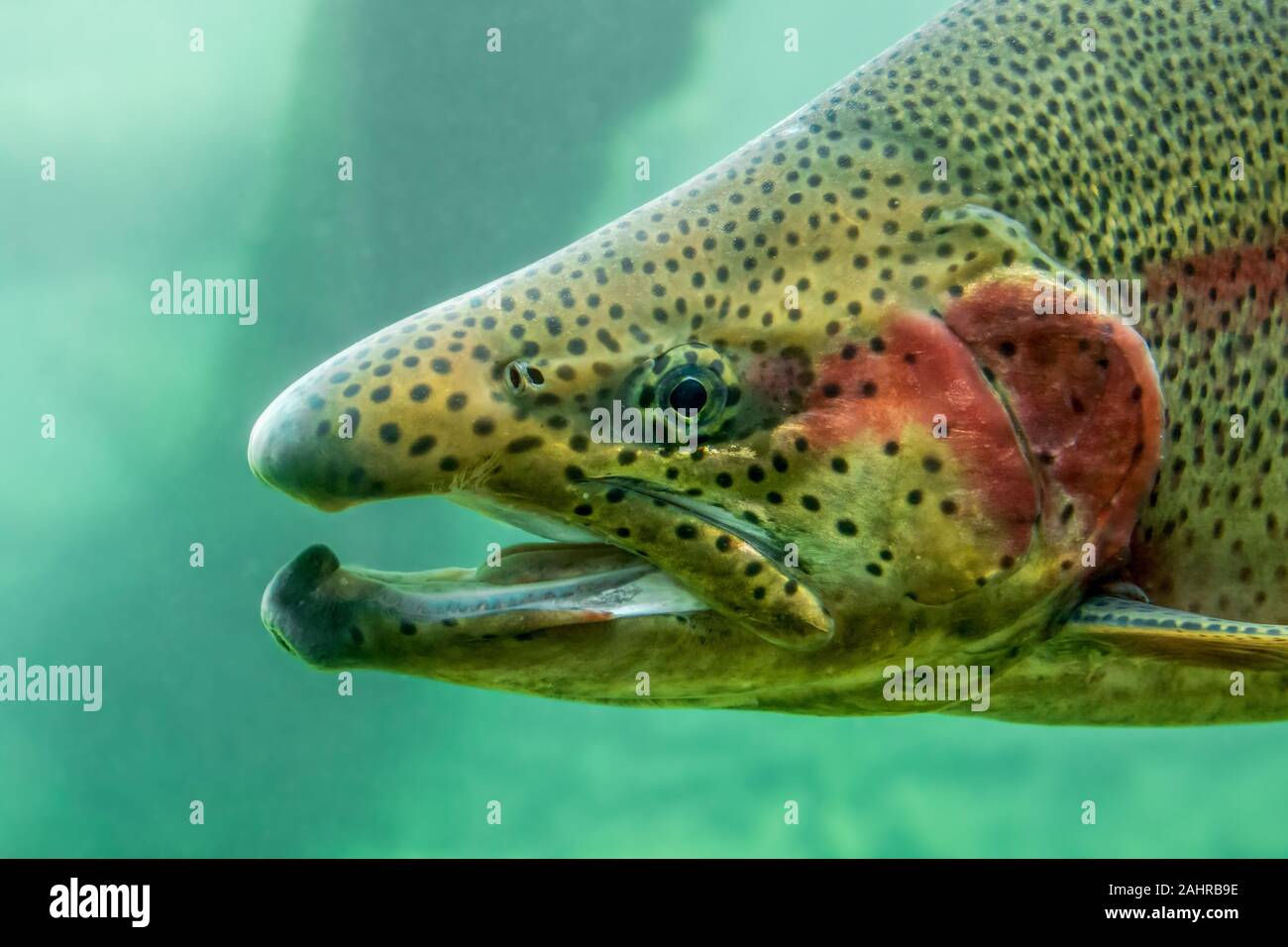 Cascade Locks, Oregon, USA.  Close-up of a male rainbow trout in the Sturgeon Viewing Center at the Bonneville Hatchery.  As an adult trout nears matu Stock Photo