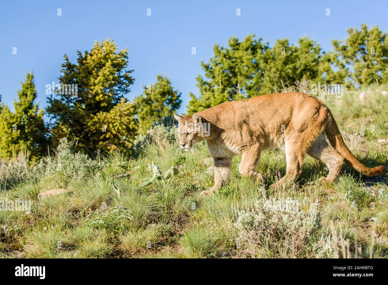 Mountain Lion walking in a meadow near Bozeman, Montana, USA.  Captive animal Stock Photo