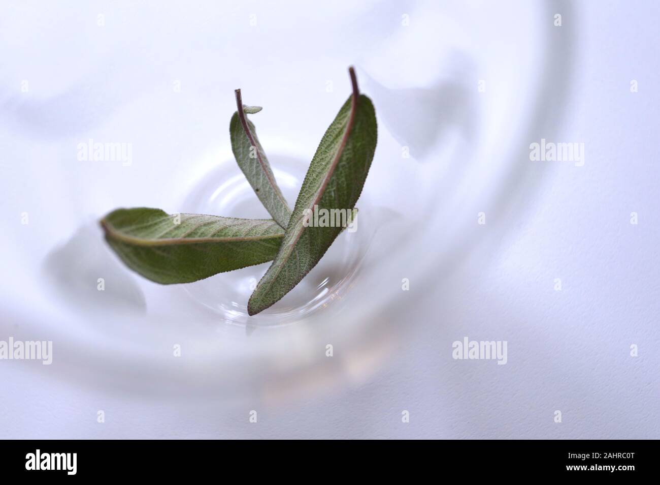 Kaufbeuren, Germany. 20th Dec, 2019. Sage leaves lie in a tea glass. Everybody knows some home remedy that helps with colds - supposedly. Because there is not much research on household remedies. (to dpa 'Cold season: household remedies are often a boon, but hardly researched') Credit: Karl-Josef Hildenbrand/dpa/Alamy Live News Stock Photo