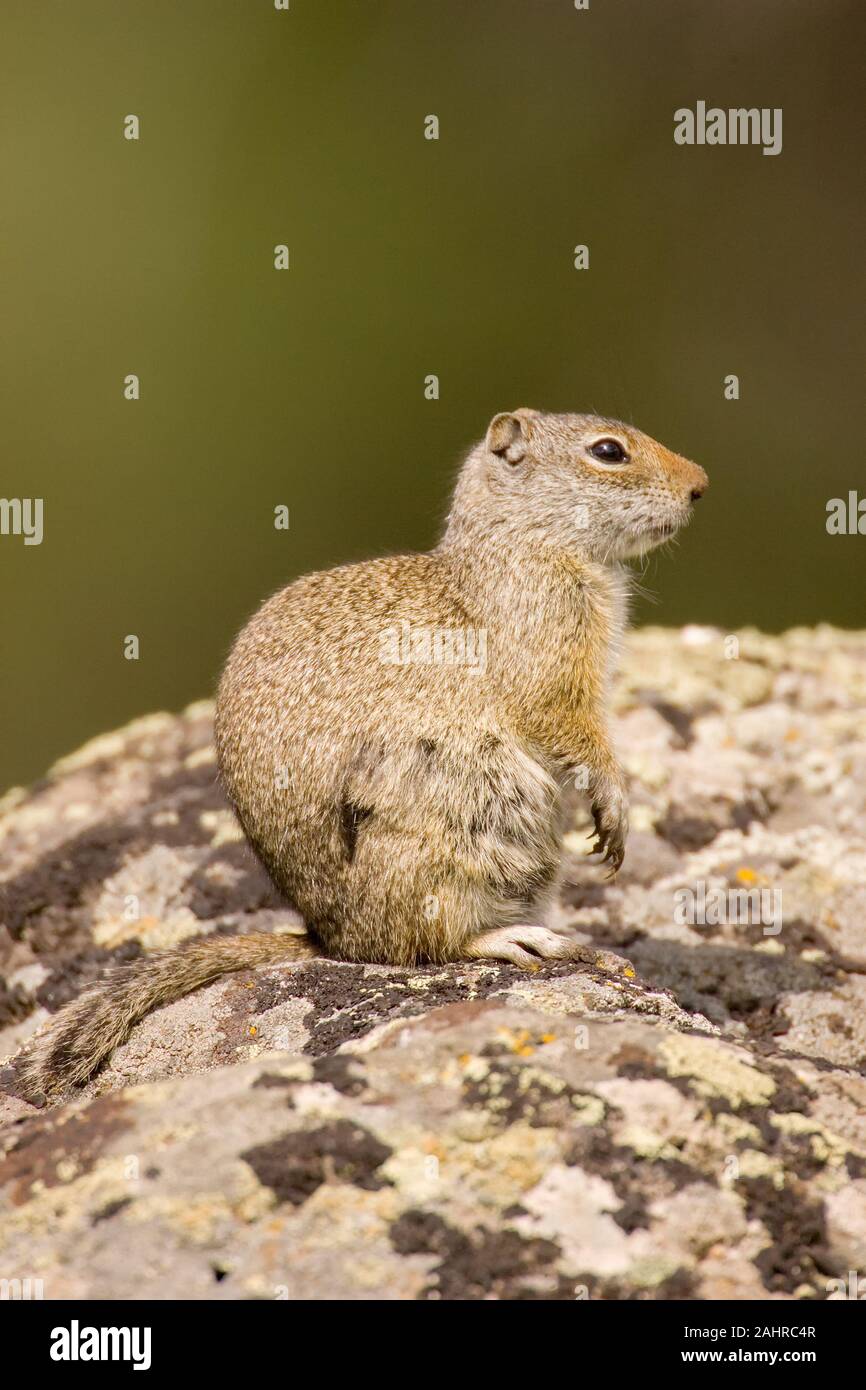 Yellowstone National Park, Wyoming, USA. Uinta Ground Squirrel sitting on a rock, soaking up the early morning sunshine. Stock Photo