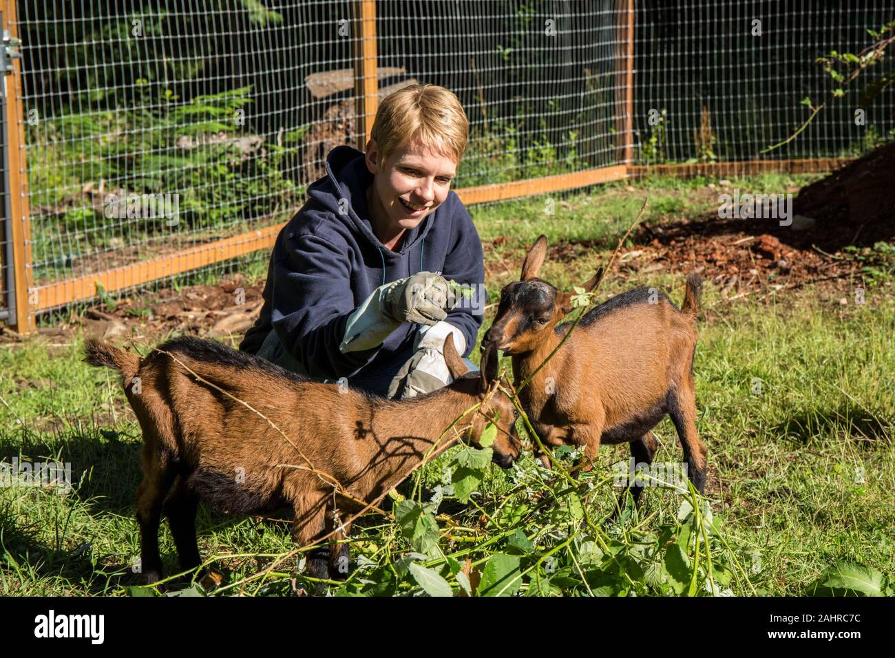 Goat feeding eating chewing hires stock photography and images Alamy
