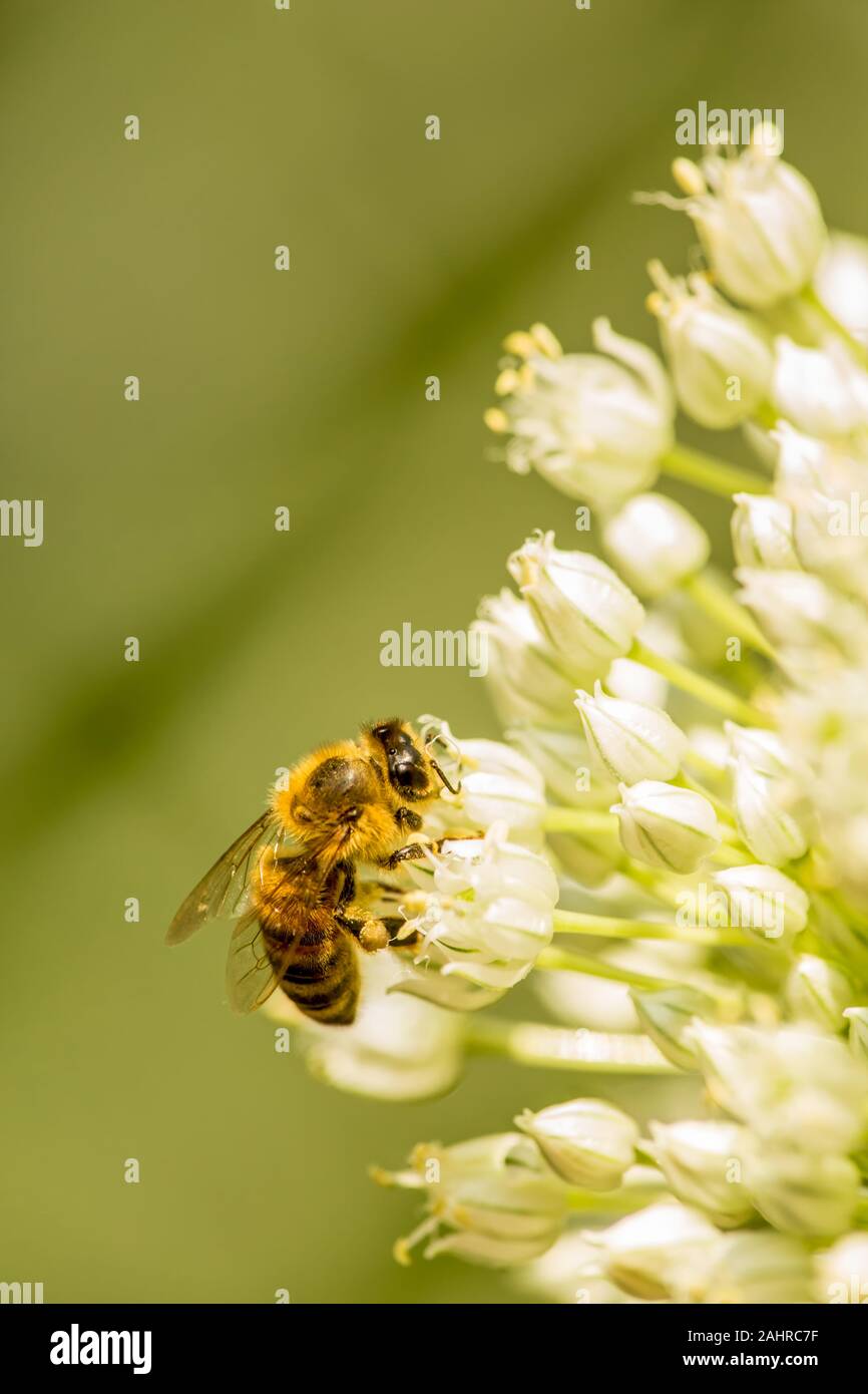 Issasquah, Washington, USA.  Honeybee pollinating an onion seedhead.  Usually bees do not find onions very attractive and they can be easily drawn awa Stock Photo