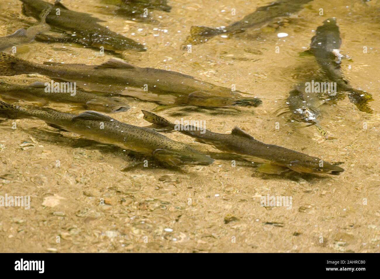 School of Pink Salmon or Humpback Salmon fish in a clear stream in Anan Creek & Bay area of Alaska. Stock Photo