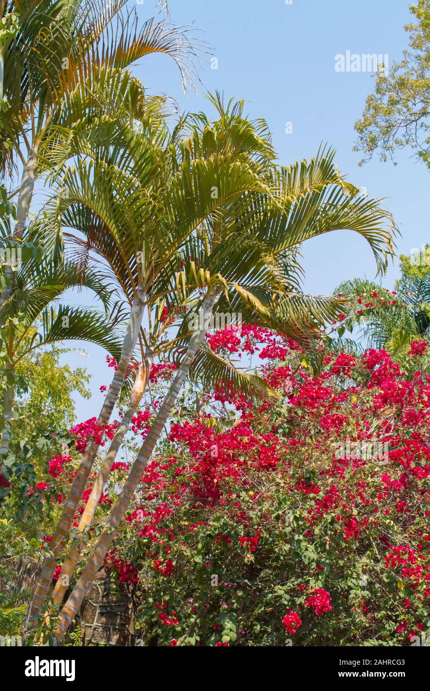 Palm trees and Bougainvillea near the Victoria Falls Private Game