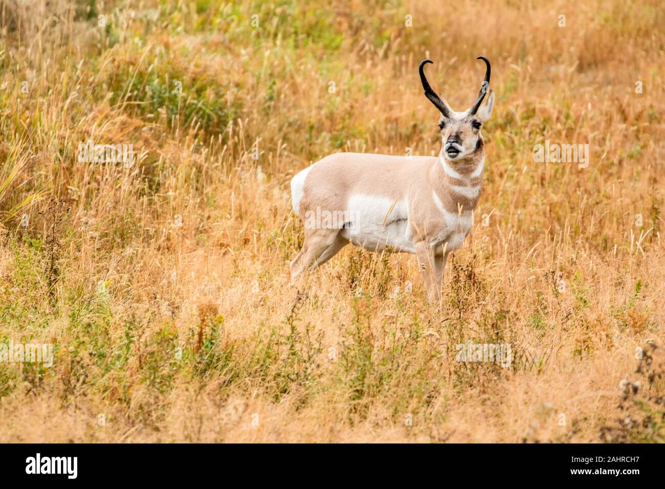 Male Pronghorn antelope vocalizing in Yellowstone National Park, Wyoming, USA Stock Photo