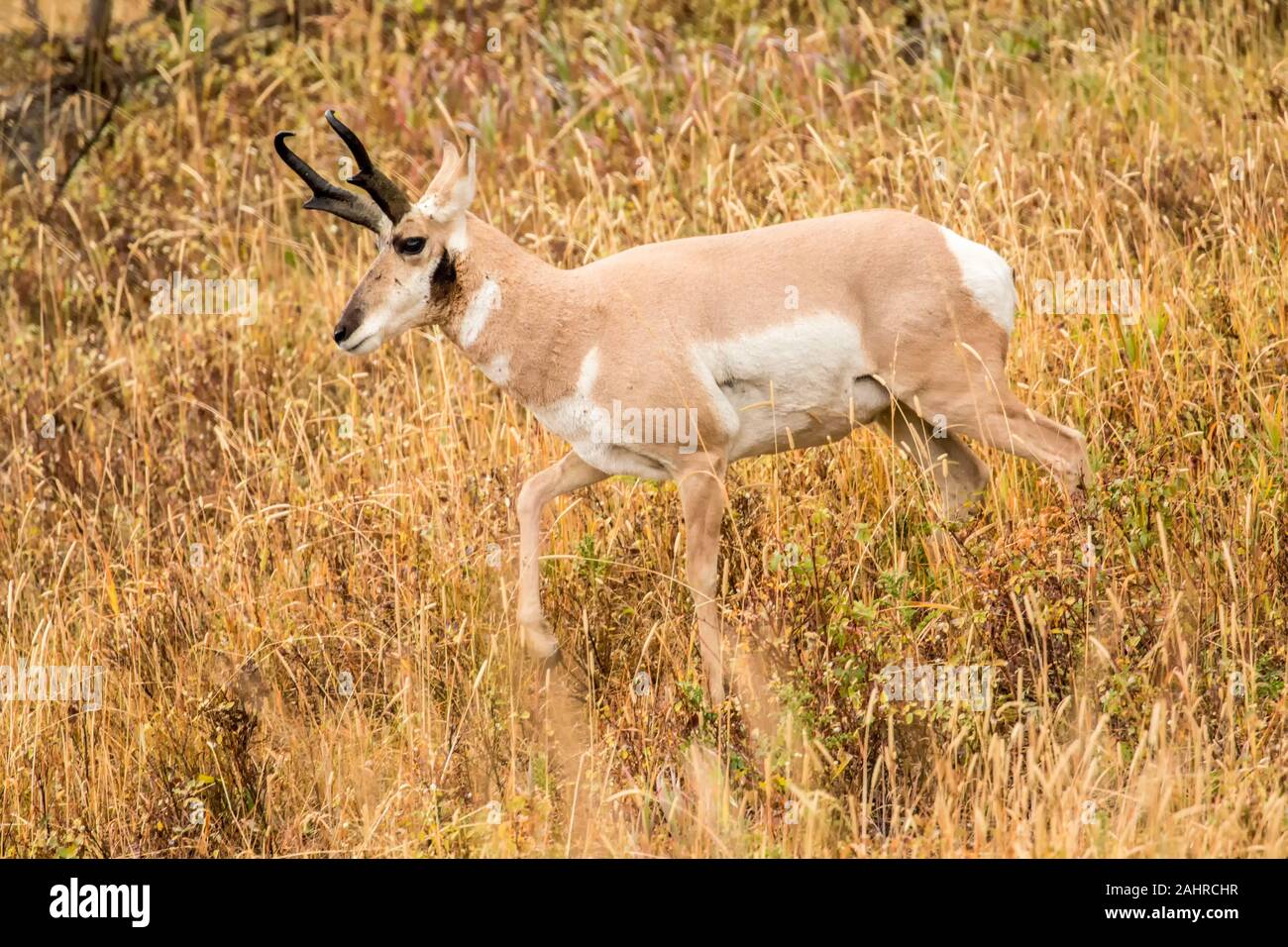 Yellowstone National Park, Wyoming, USA. Adult male Pronghorn antelope walking in tall grass. Stock Photo