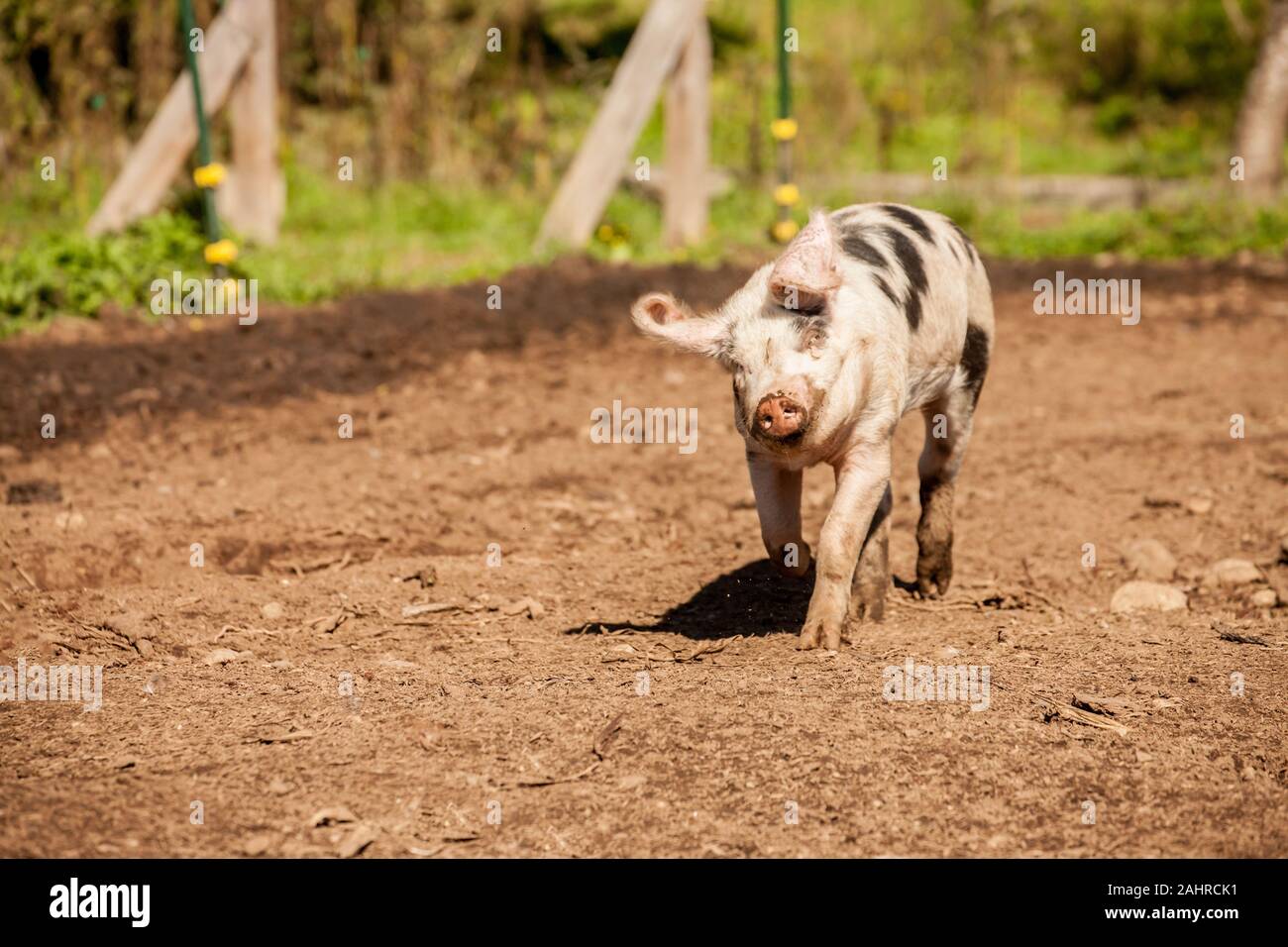 Gloucestershire Old Spots pig running in western Washington, USA Stock Photo