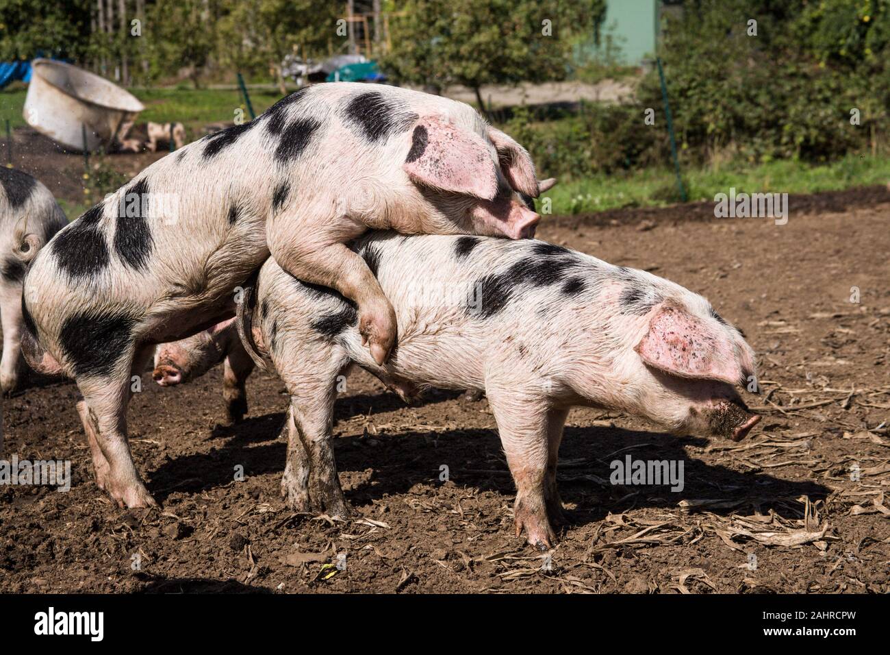 Pigs mating hi-res stock photography and images - Alamy Pigs mating hi-res stock photography and images - Alamy