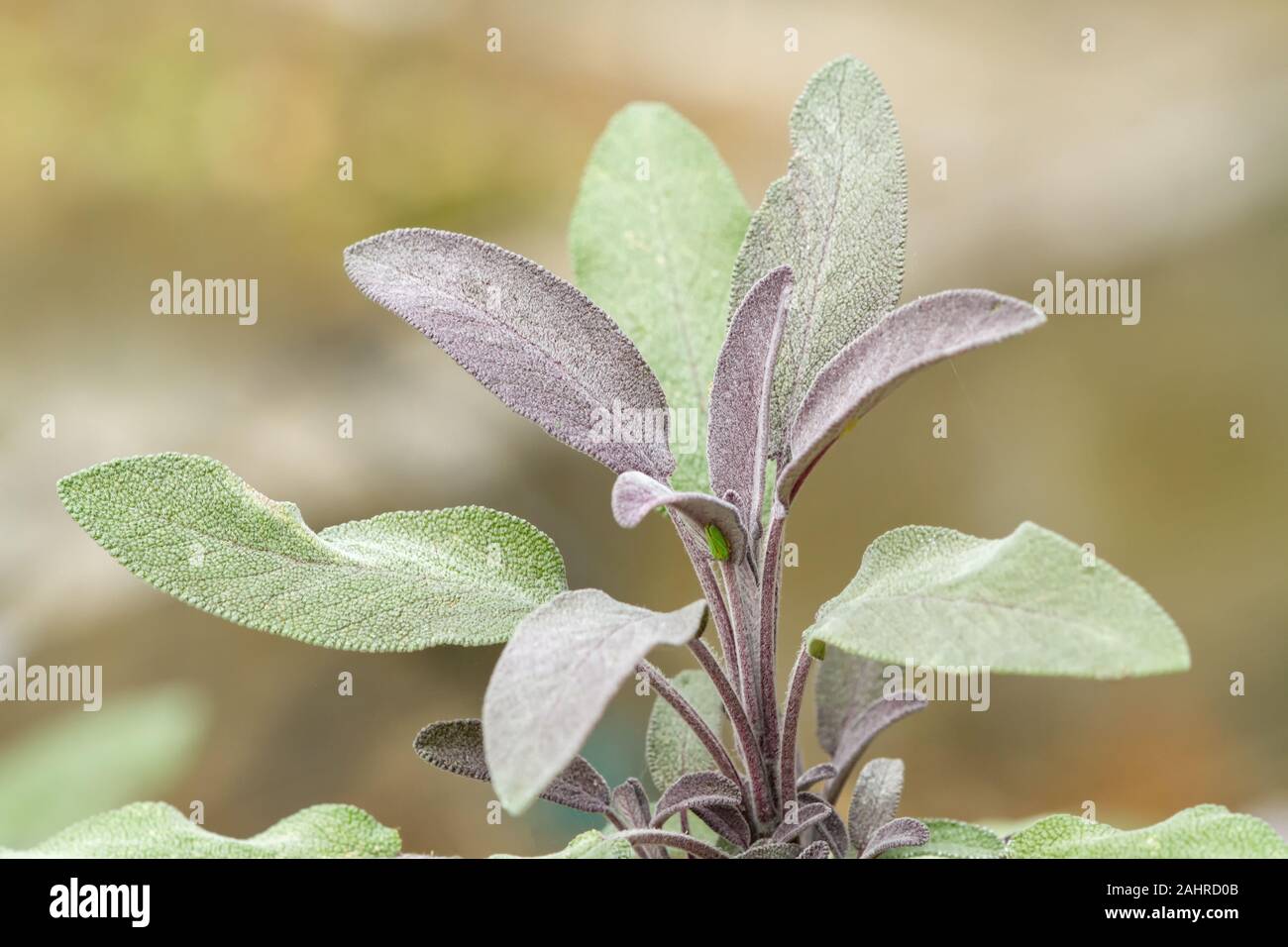 Purple Garden Sage plants growing in Sammamish, Washington, USA Stock Photo