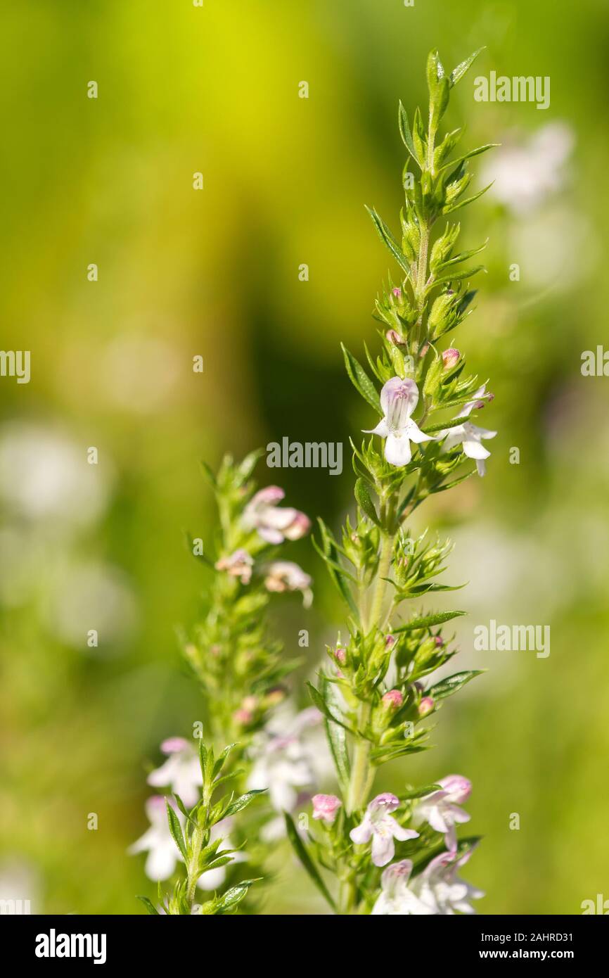 Winter Savory herb growing in Sammamish, Washington, USA.  Its aromatic scent repels harmful insects and pests while attracting bees and other pollina Stock Photo