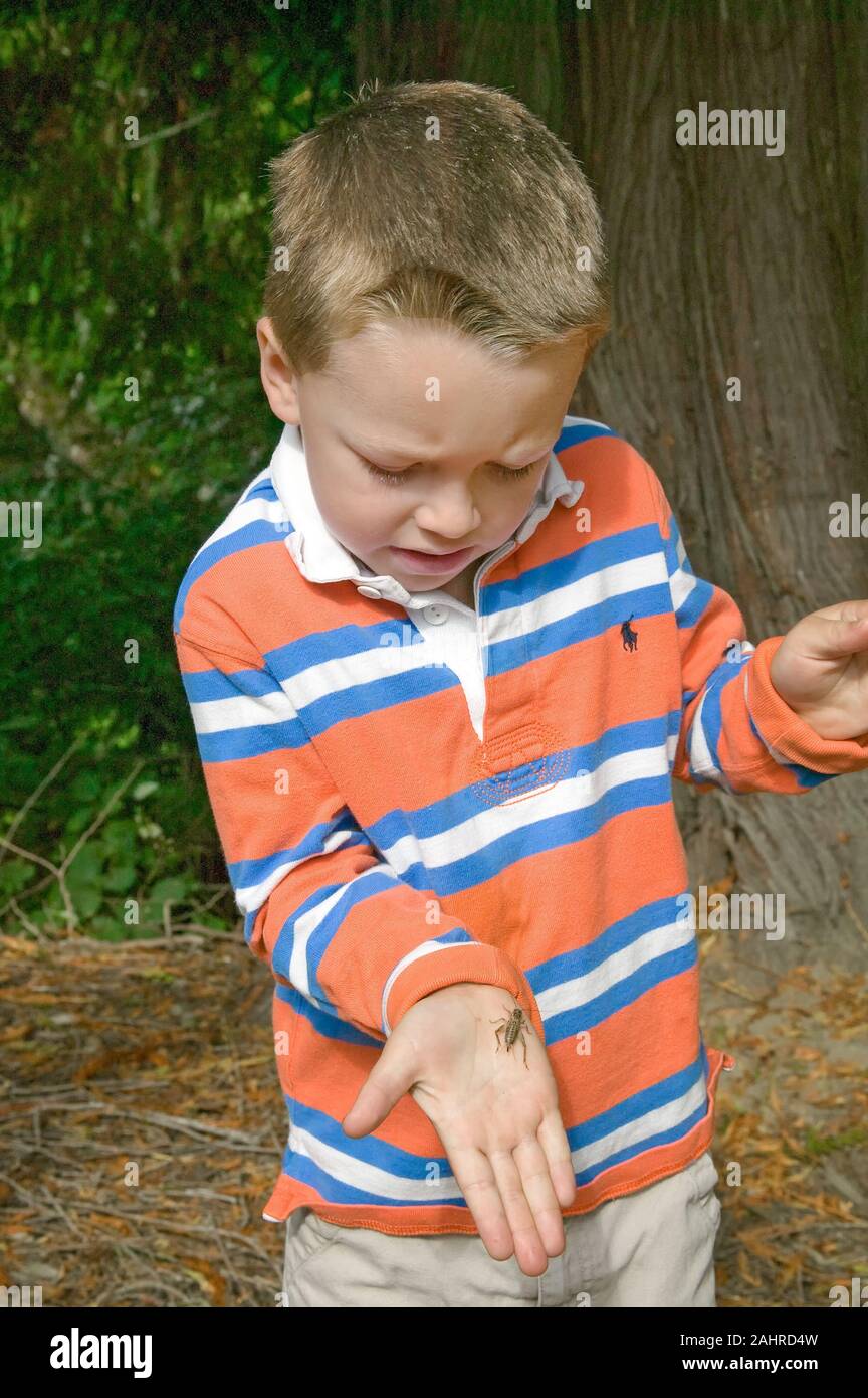 House Cricket being held in his hand by a young boy in Issaquah, Washington, USA.  (For editorial use only) Stock Photo