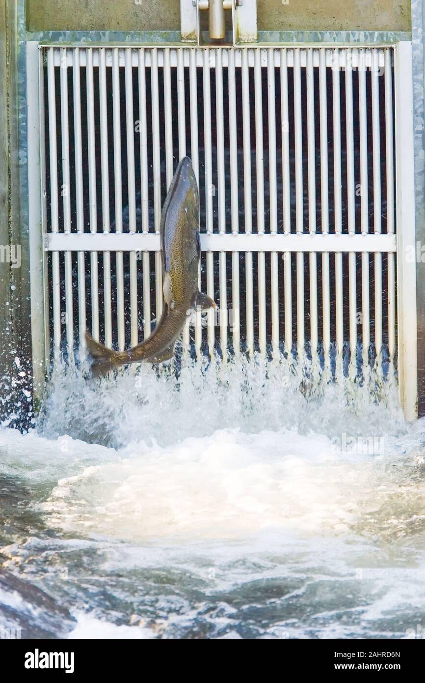 Chinook or King Salmon jumping in front of the closed gate to the fish