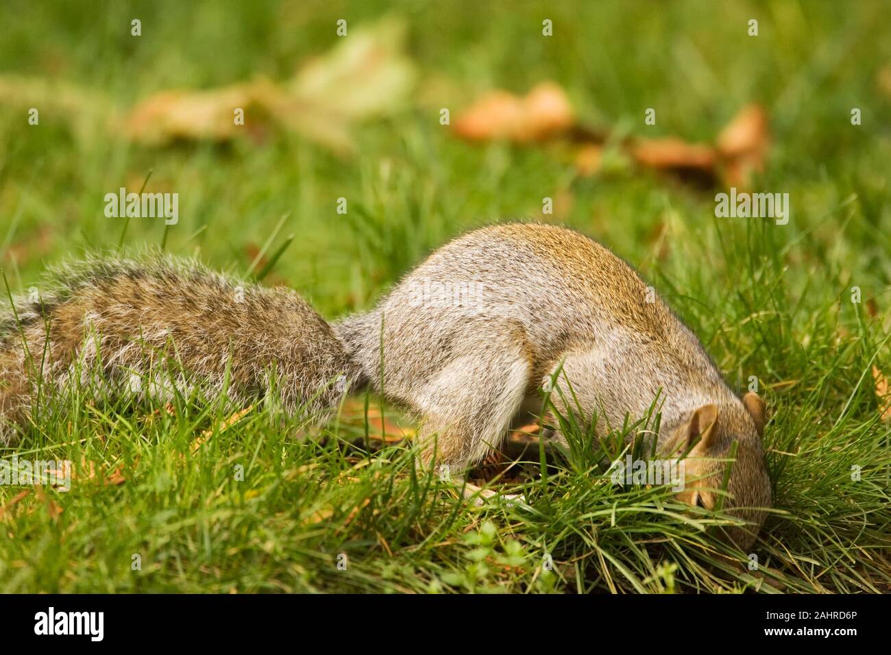 Squirrel digging hires stock photography and images Alamy