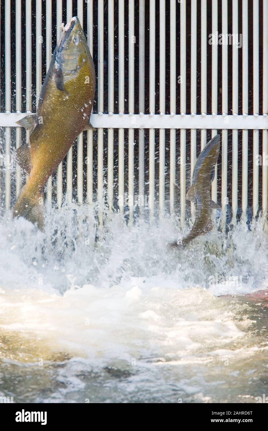 Chinook or King Salmon jumping in front of the closed gate to the fish