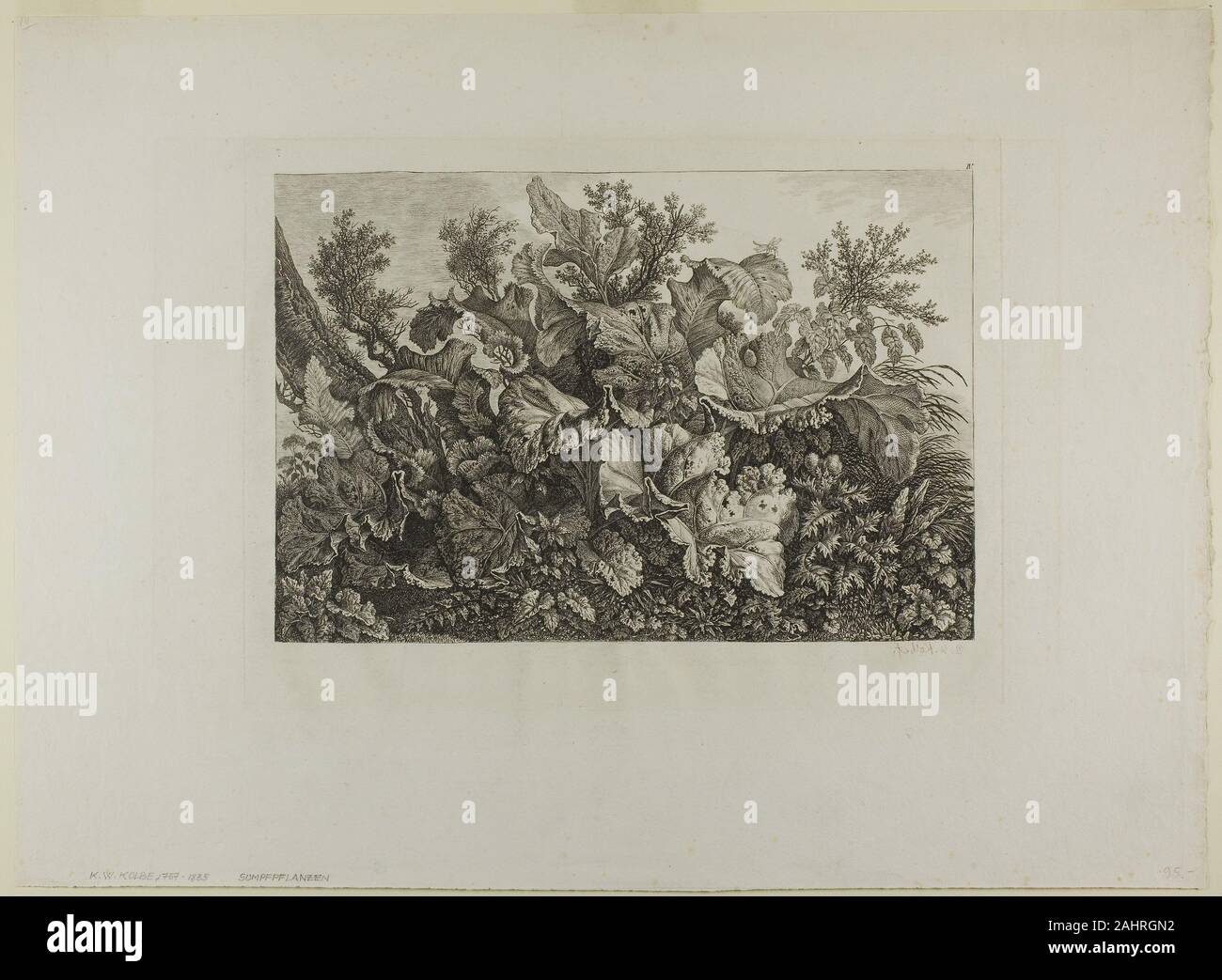 Carl Wilhelm Kolbe, the elder. Swamp Plants. 1779–1835. Germany ...