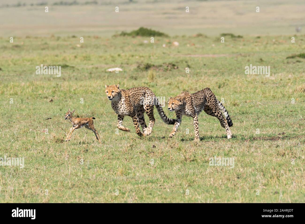 Page 3 - Cheetah Gazelle Resolution Stock Images - Alamy