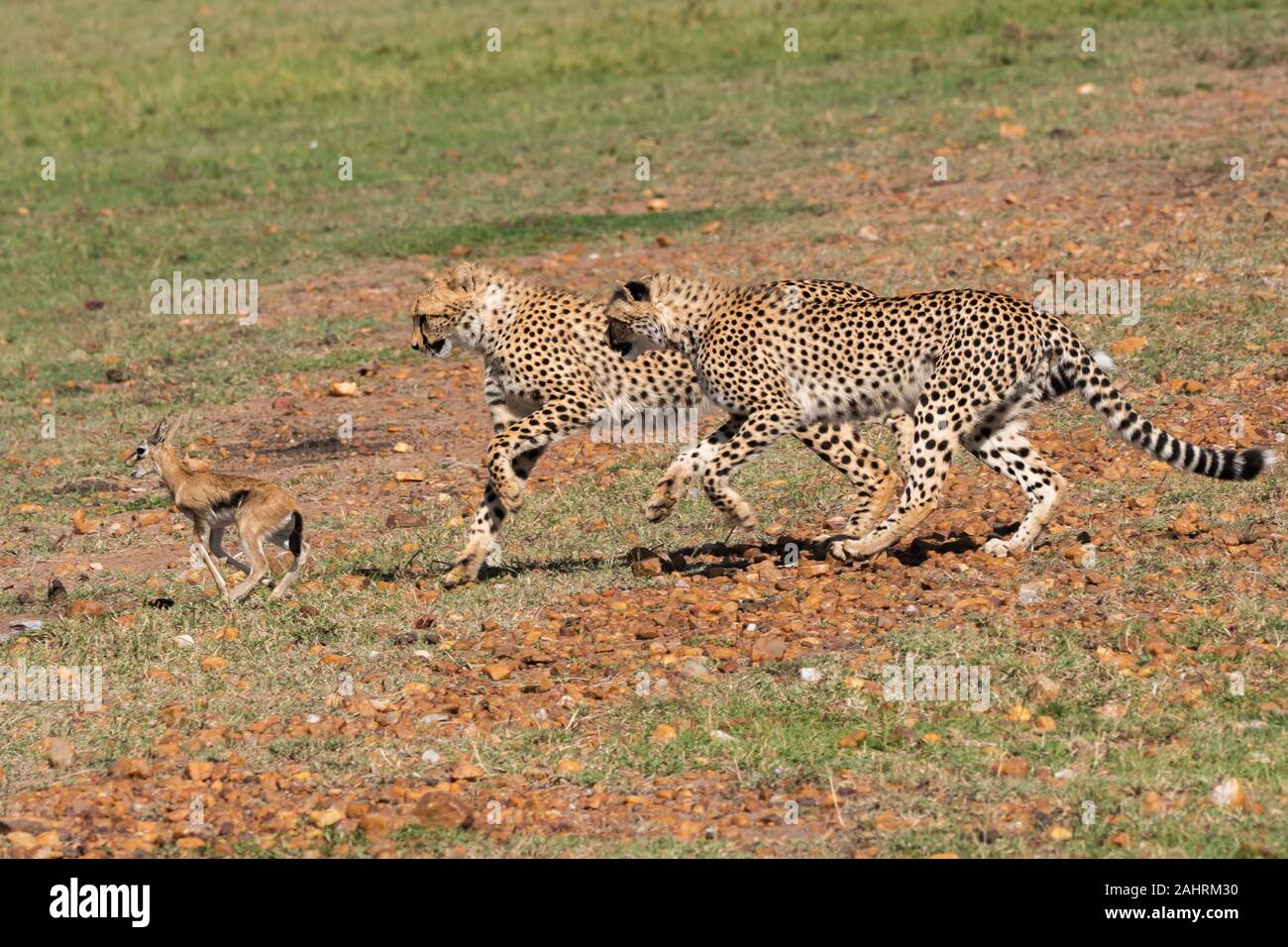 Three cheetahs hunting a baby gazelle in the plains of Africa inside Masai Mara National Reserve ...