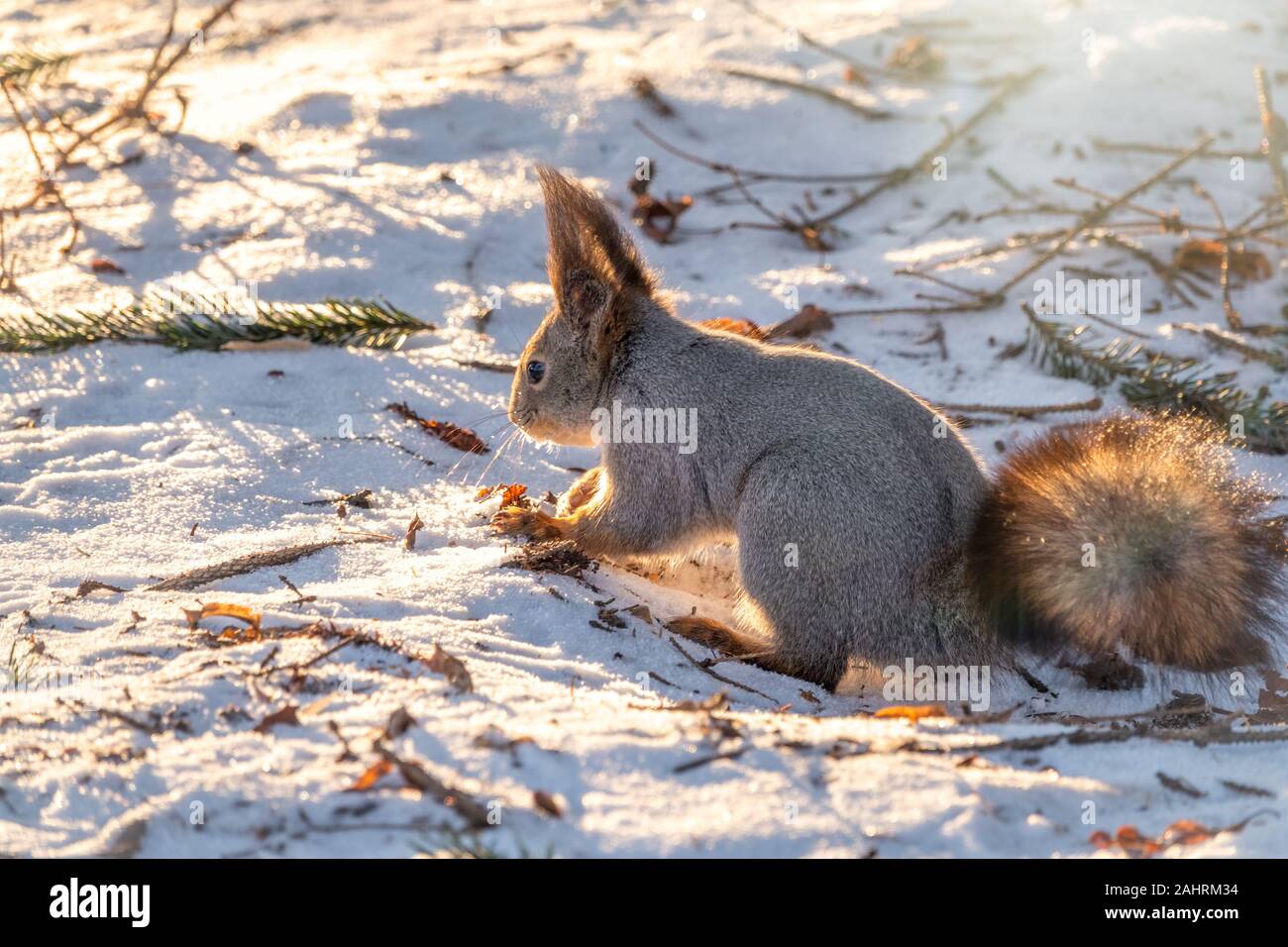 Squirrel hides nuts in the white snow. Eurasian red squirrel, Sciurus