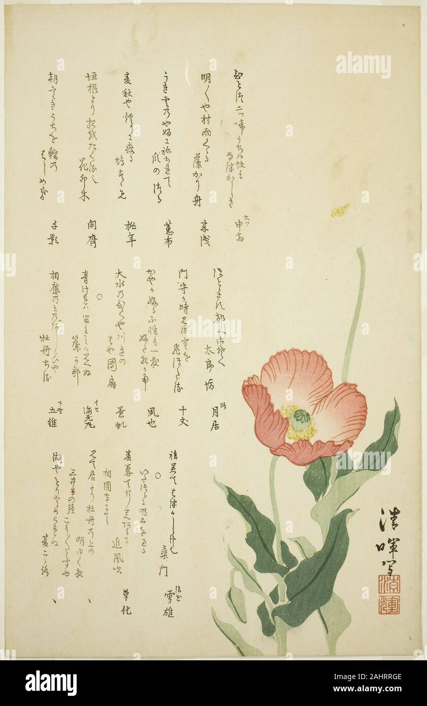 Yokoyama Seiki. Two Poppies. 1820–1824. Japan. Color woodblock print; surimono Stock Photo