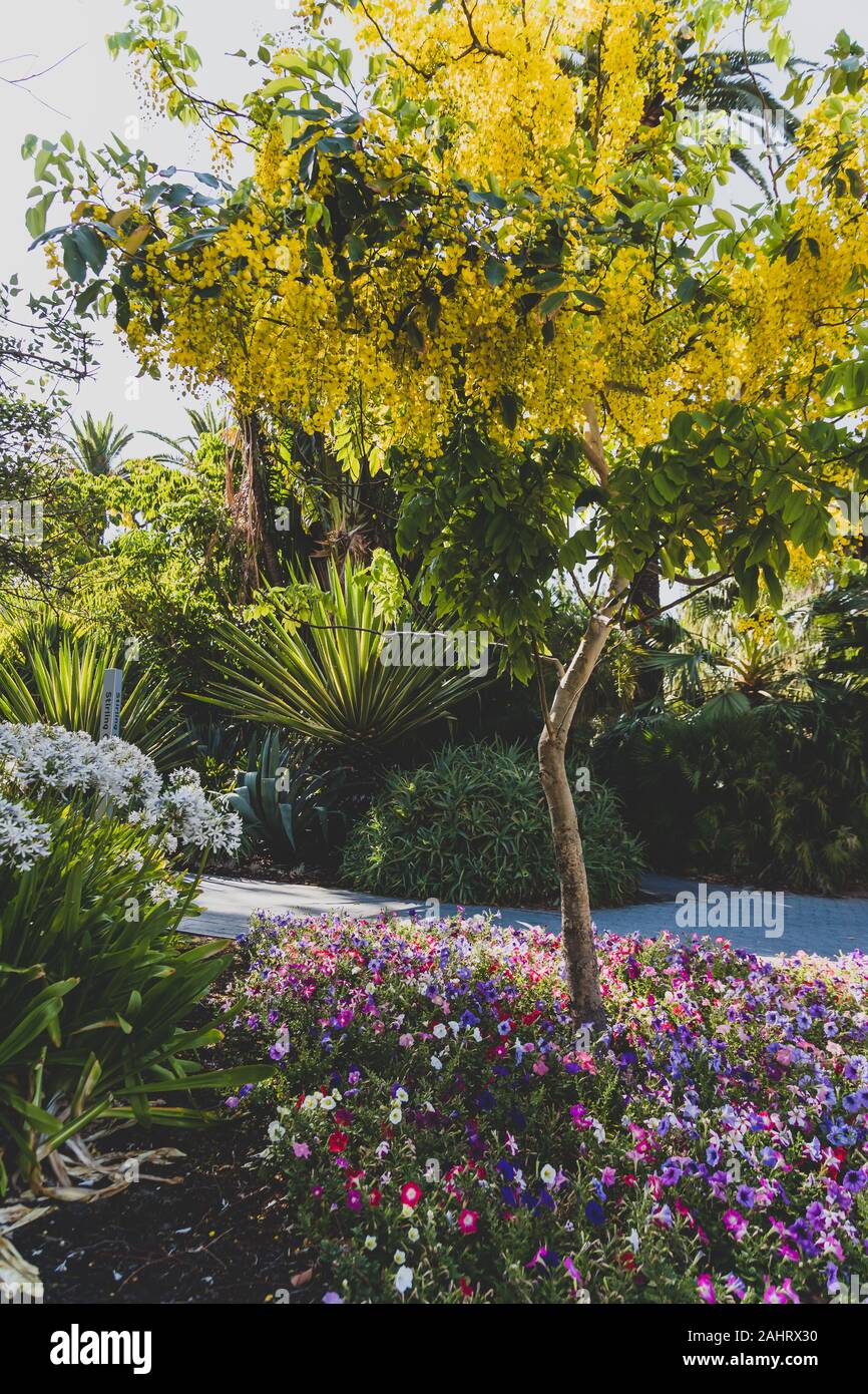 Golden shower tree or cassia fistula plant in full bloom with the  characeristics yellow flowers among other plants in lushy public garden  Stock Photo - Alamy
