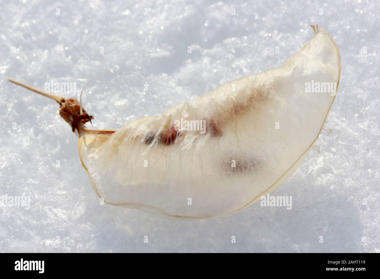 Colutea Arborescens Seed Pods, Snow Stock Photo