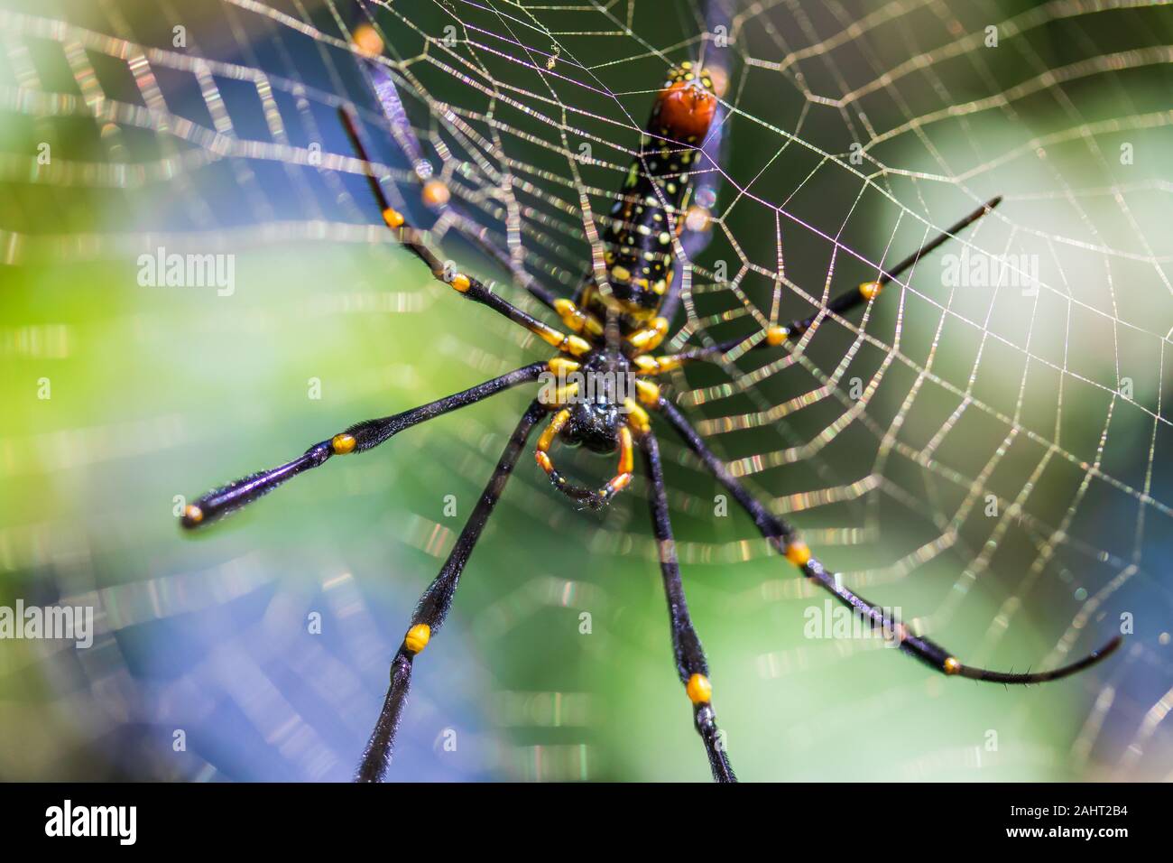 Giant wood Spider in Thailand, bottom view Stock Photo - Alamy
