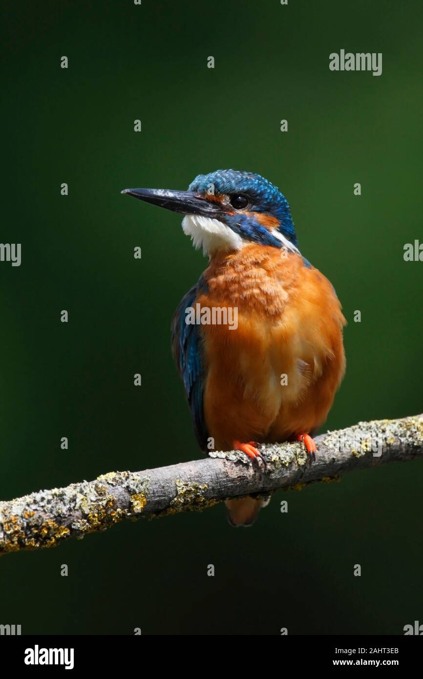 KINGFISHER, UK. Stock Photo