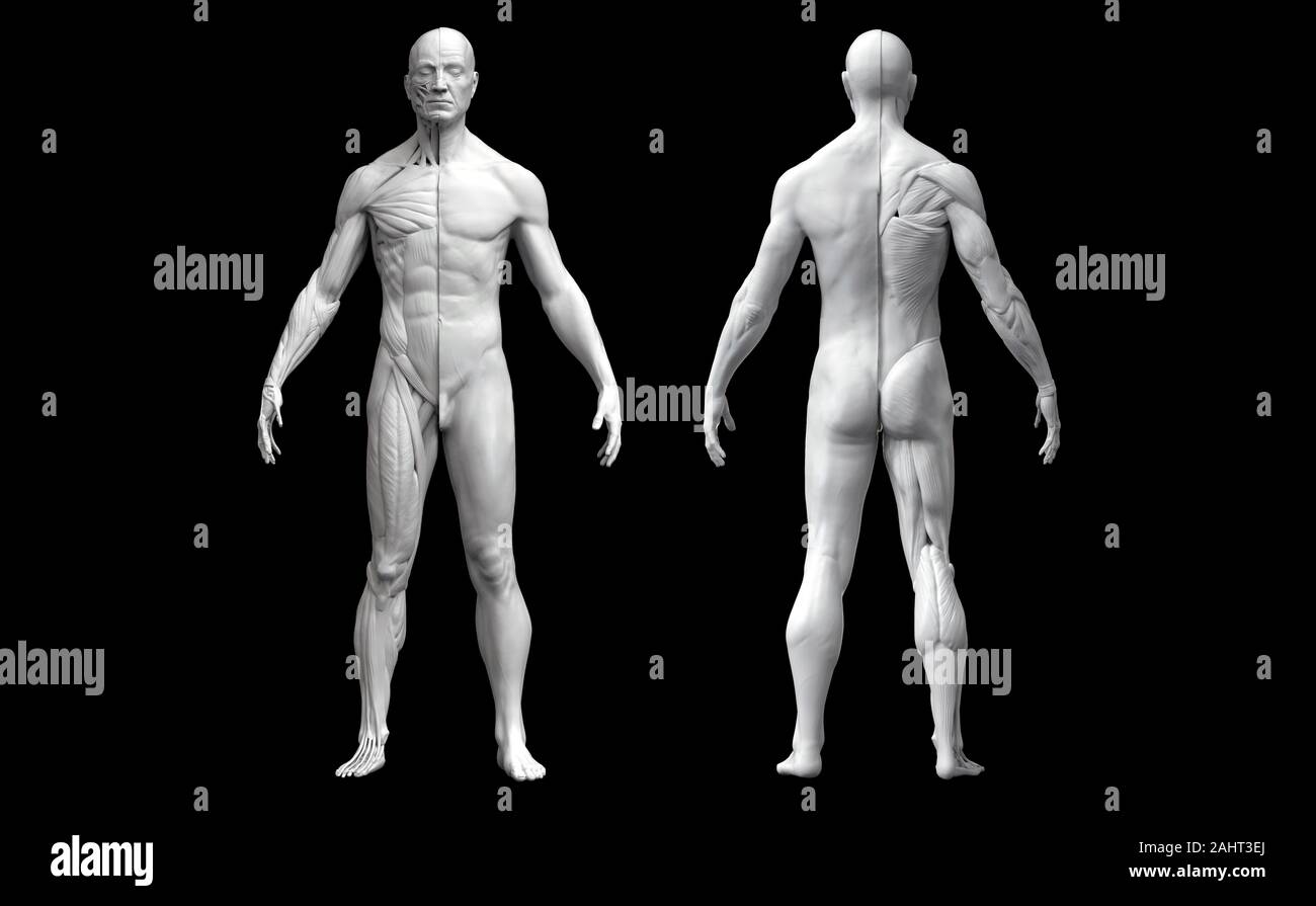 Skeletal system in male anatomy hi-res stock photography and images - Alamy