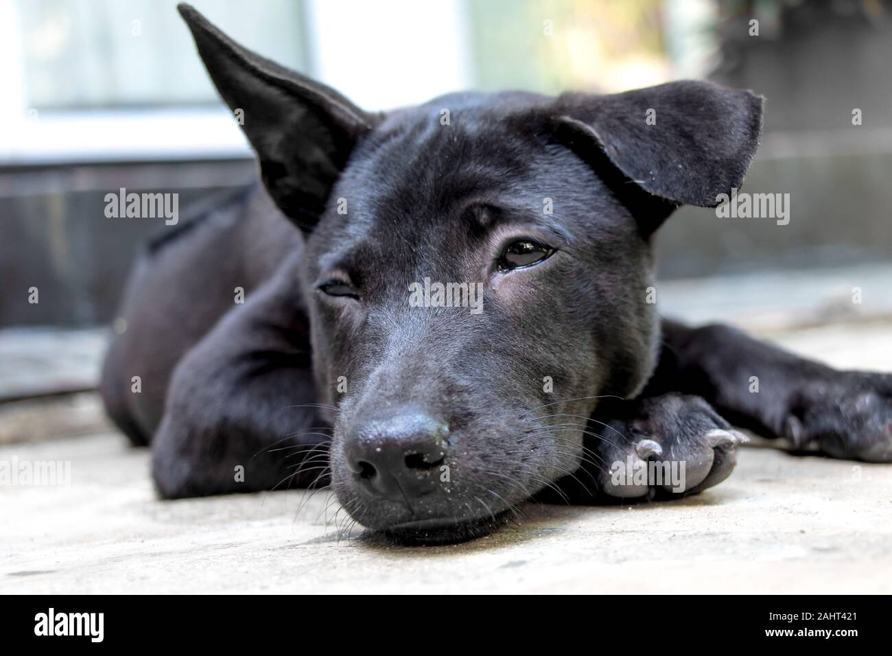 A Black Thai Ridgeback Puppy Stock Photo Alamy