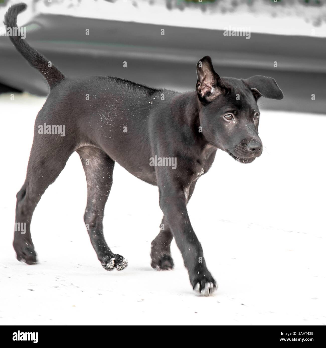 A Black Thai Ridgeback Puppy Stock Photo Alamy