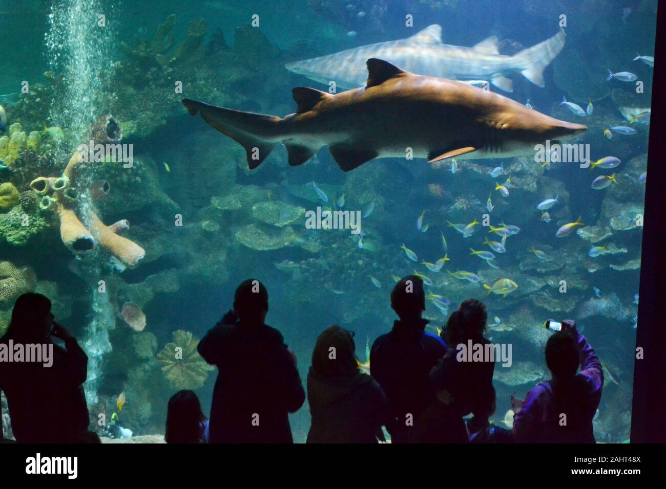 Blue planet aquarium chester hi-res stock photography and images - Alamy
