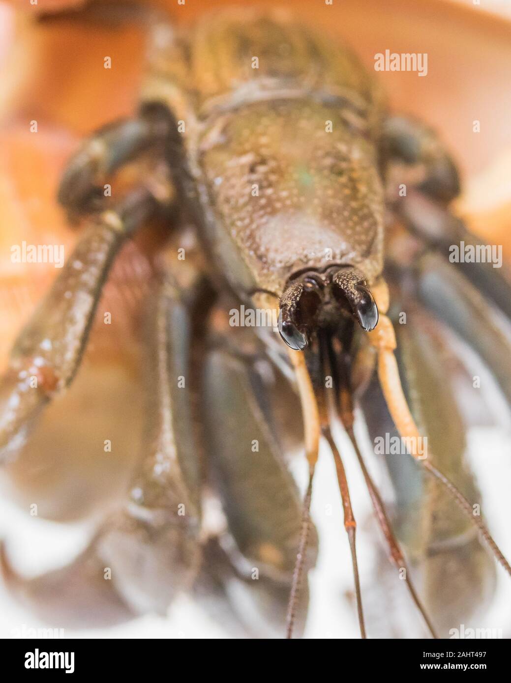 A Hermit Crab in a Shell Stock Photo - Alamy
