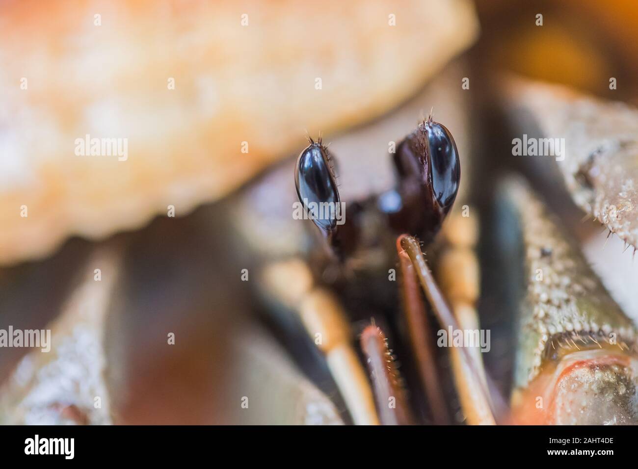 A Hermit Crab in a Shell Stock Photo - Alamy