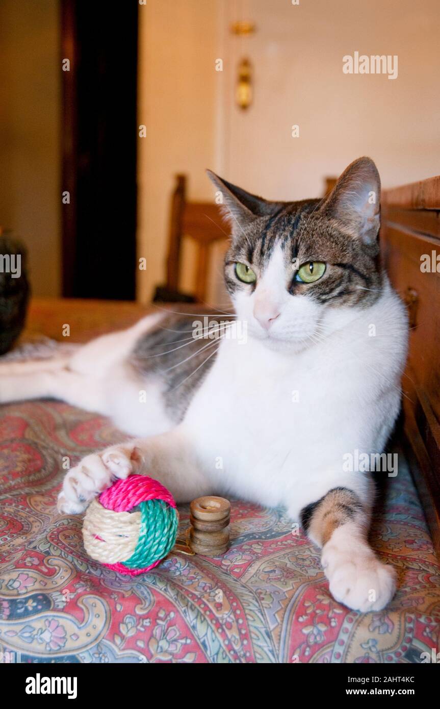 Tabby and white cat lying with his toys, hand on his ball. Stock Photo