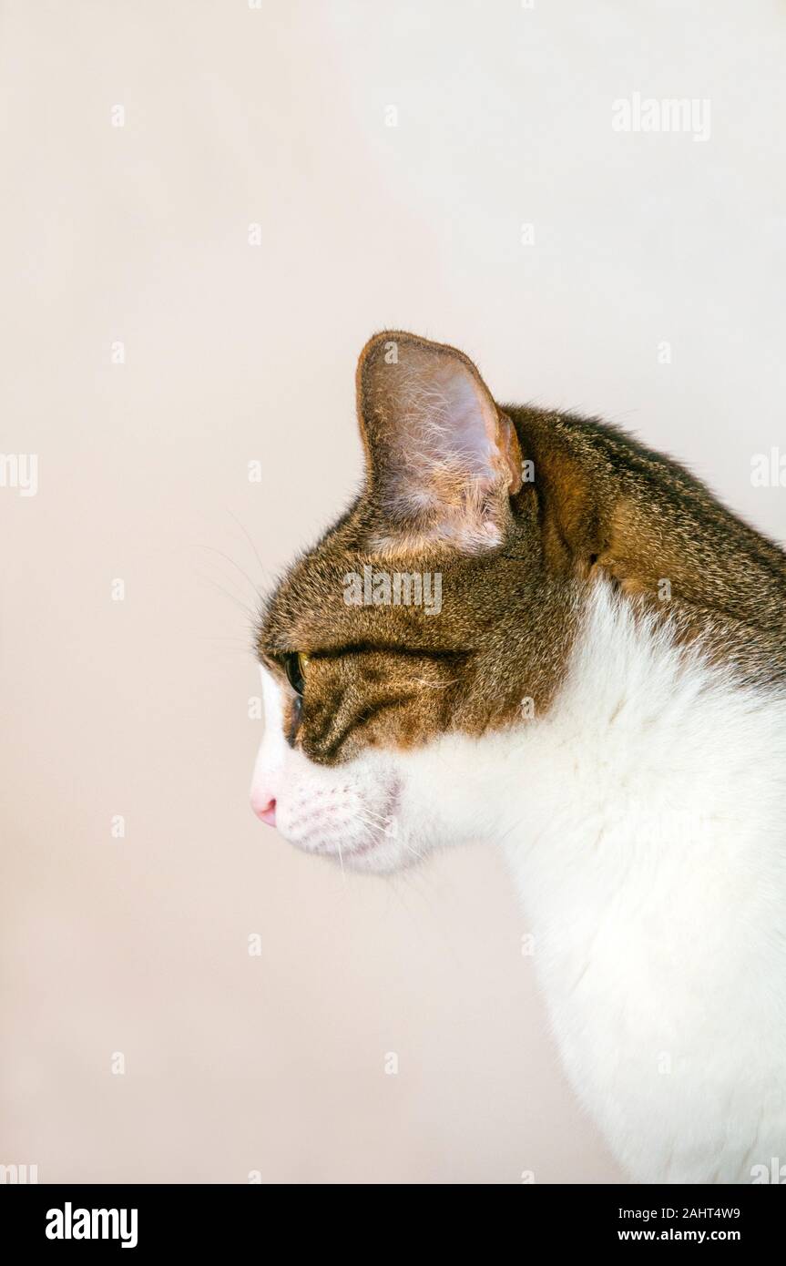 Profile portrait of a tabby and white cat. Stock Photo