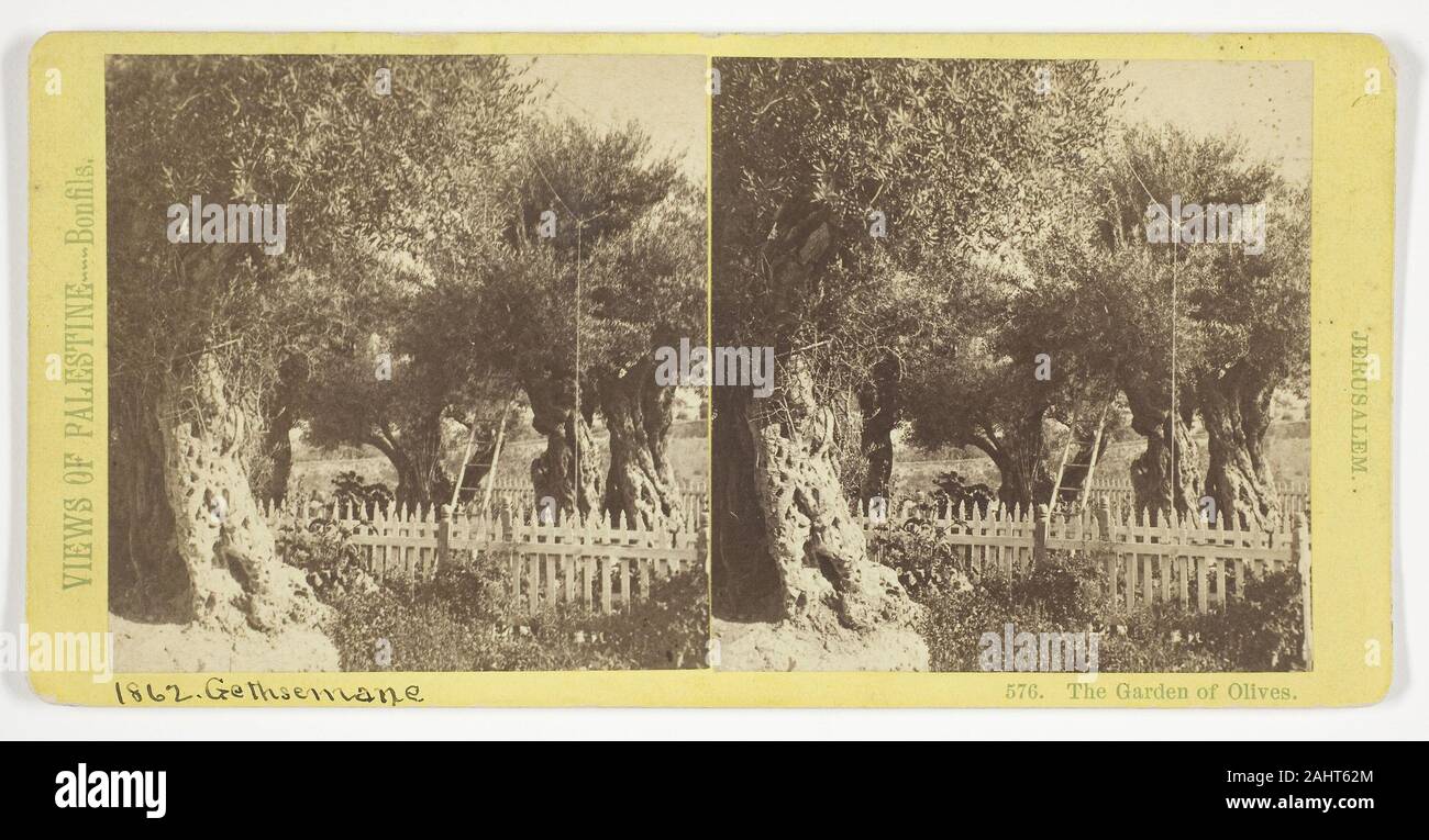 Félix Bonfils. The Garden of Olives, Jerusalem. 1860–1885. France. Albumen print, stereo, No. 576 from the series Views of Palestine Stock Photo